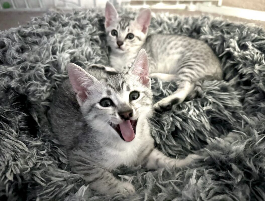 Egyptian Mau Kittens for Sale - Mauma Mia Cattery