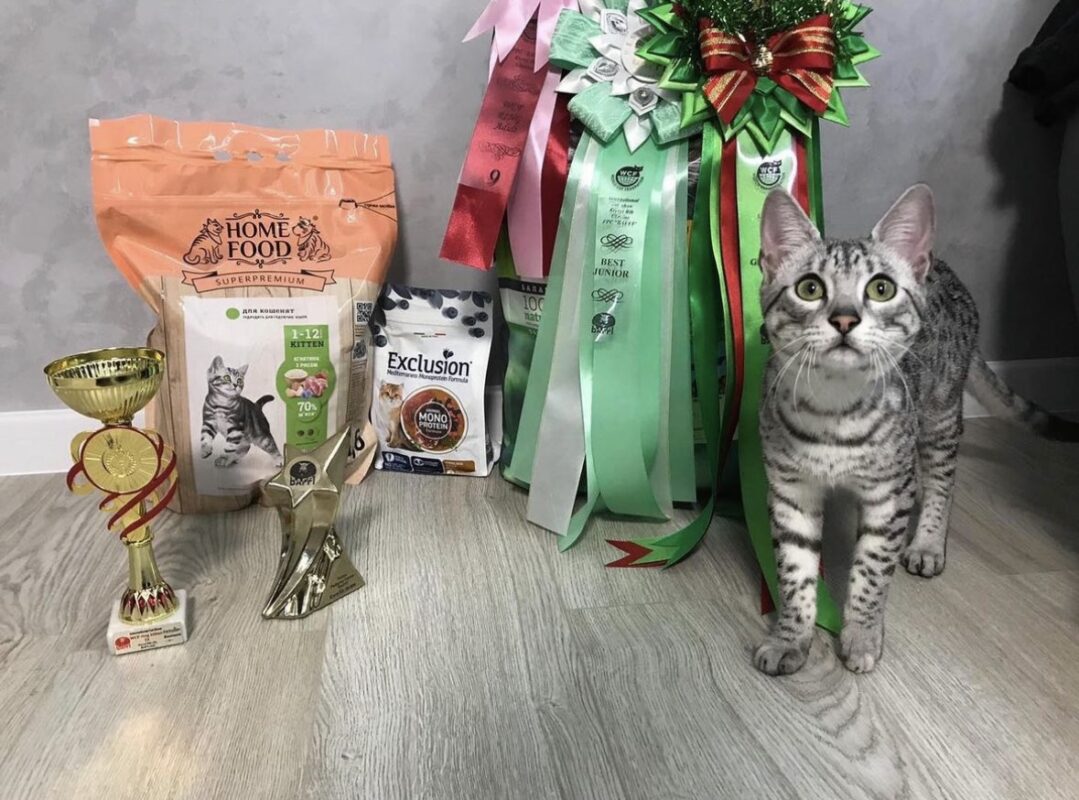 first place egyptian mau