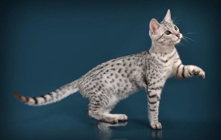 Egyptian Mau Breeders Mauma Mia Cattery