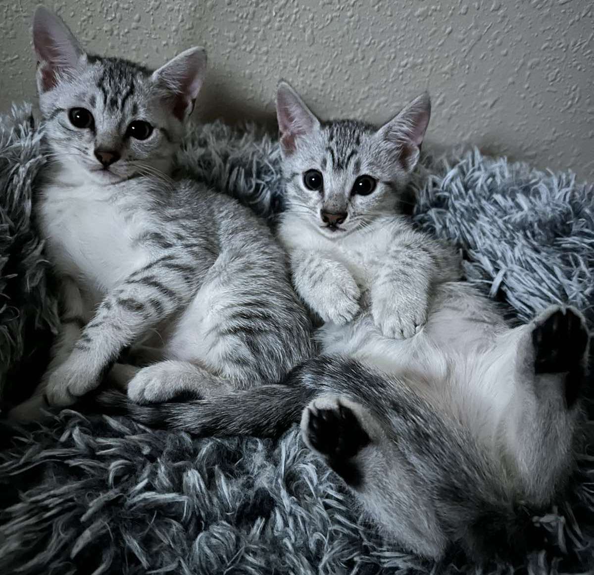 Egyptian Mau Kittens for Sale - Mauma Mia Cattery