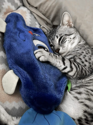 egyptian mau snuggling with stuff fish